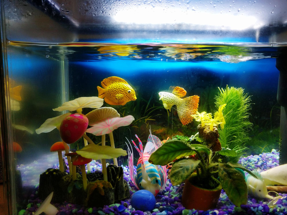 Akvariumų technologijos: filtrai, apšvietimas, stebėjimas