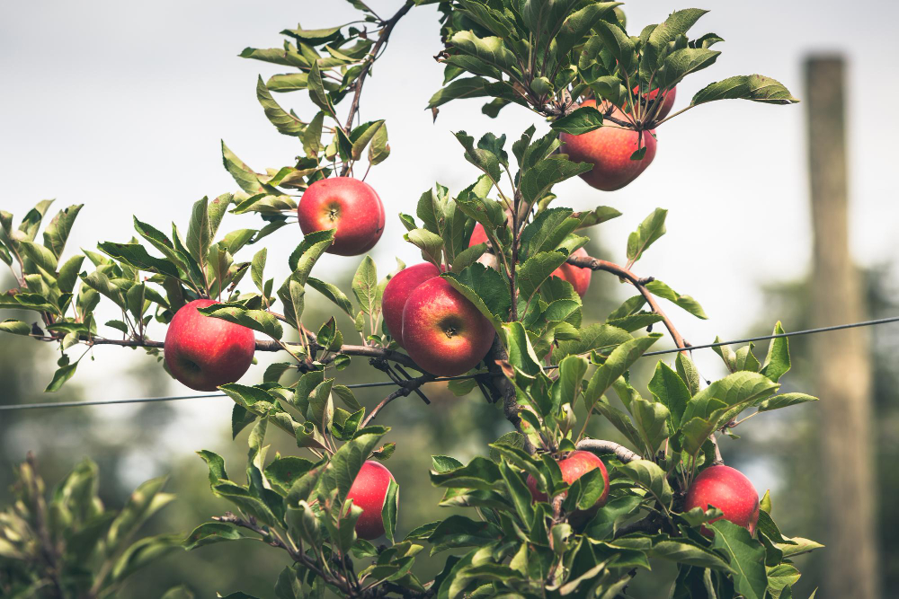 Kompaktiniai vaismedžiai – sodinimas ir priežiūra mieste